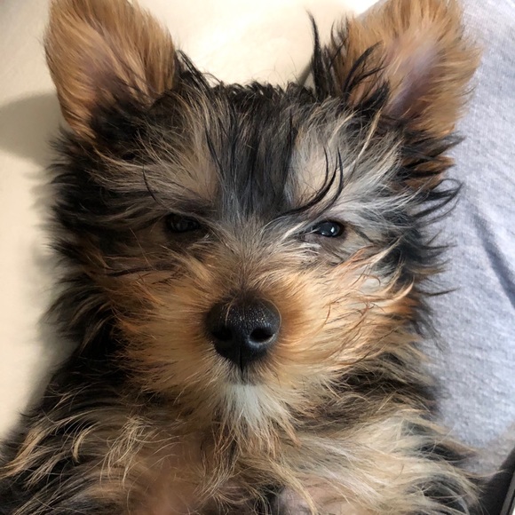 Meet your Posher, Laurel - Picture 1 of 1